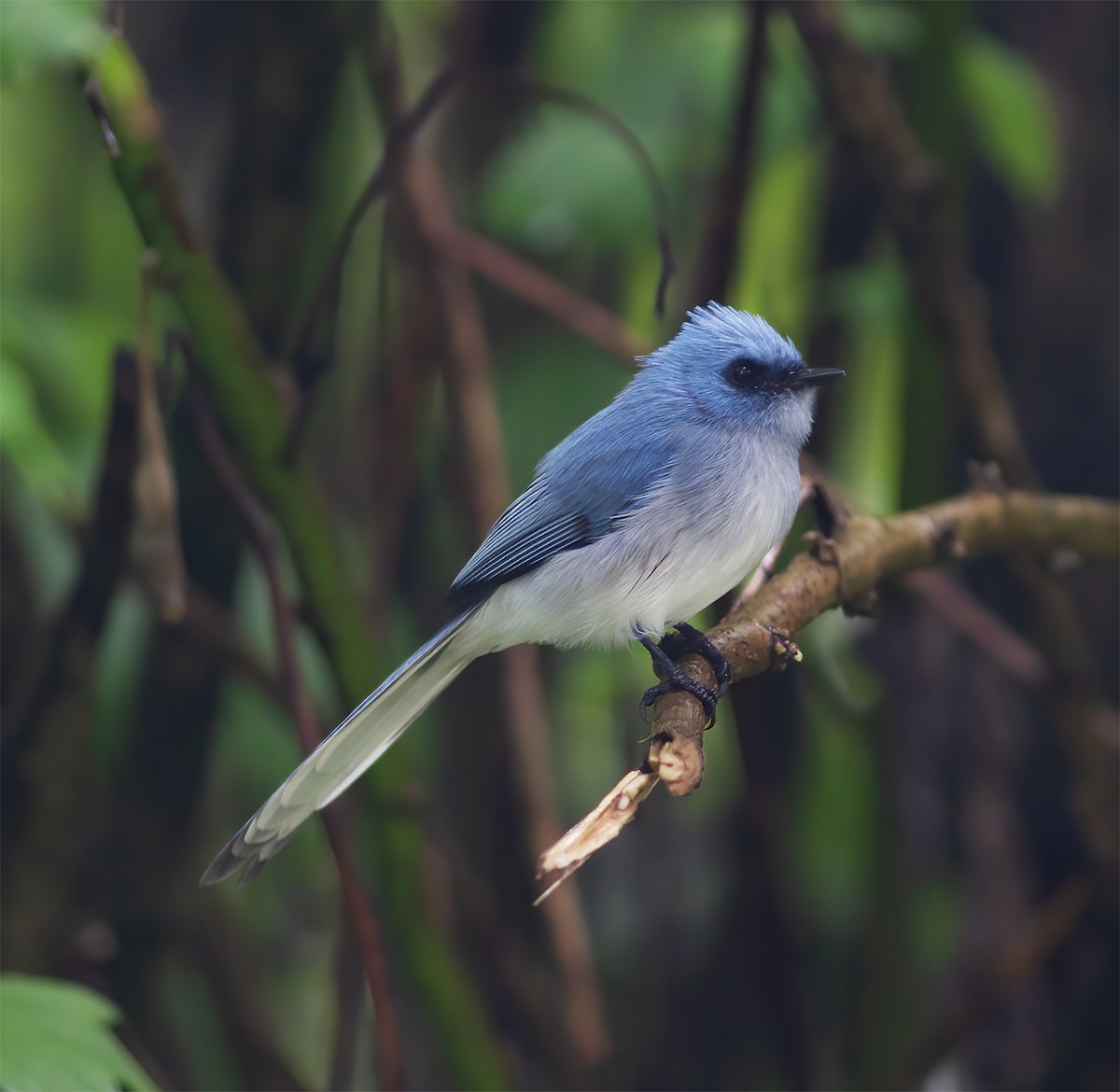 White-tailed Blue Flycatcher - ML616590887