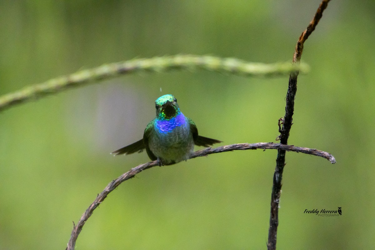 Blue-chested Hummingbird - Freddy Herrera