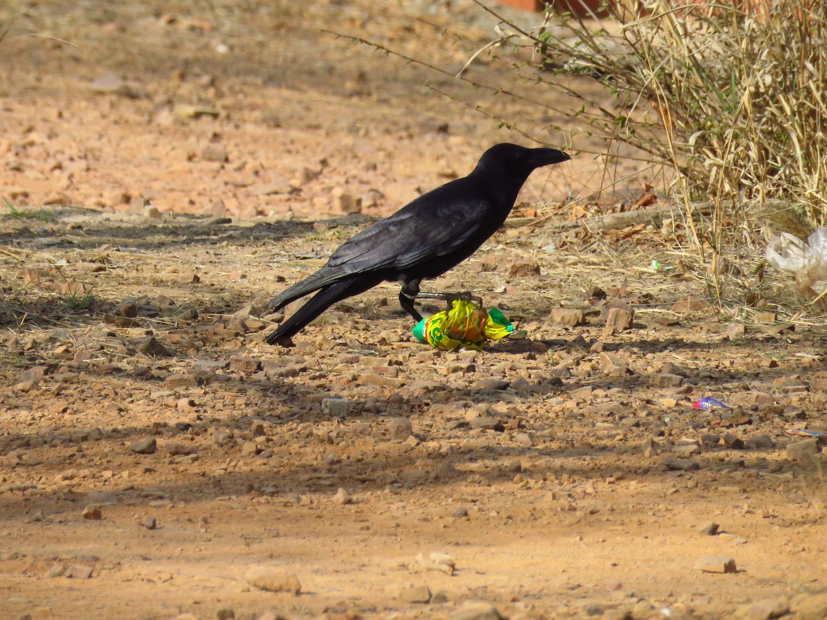 Large-billed Crow - ML616590921