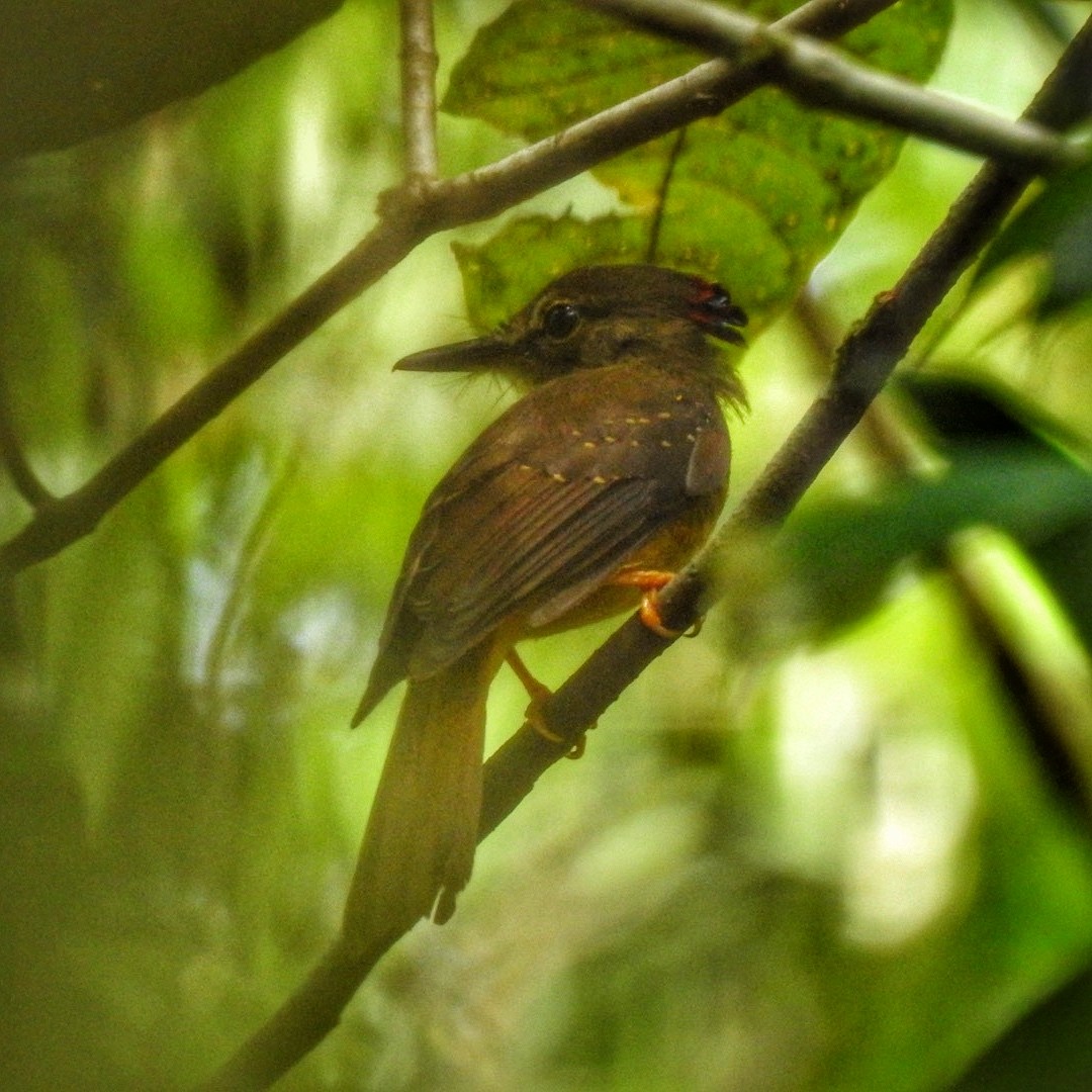 Tropical Royal Flycatcher (Amazonian) - Andrea  Hinek