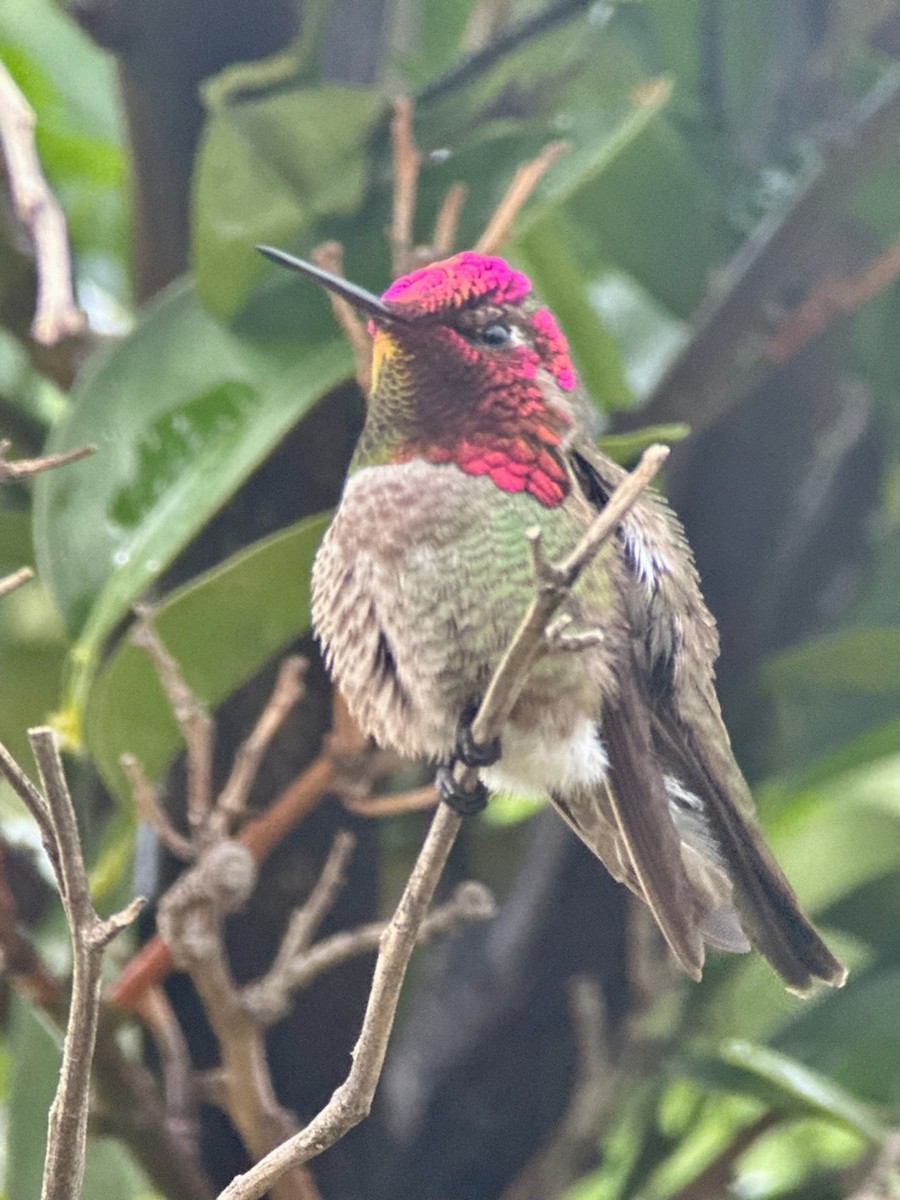 Anna's Hummingbird - ML616590925