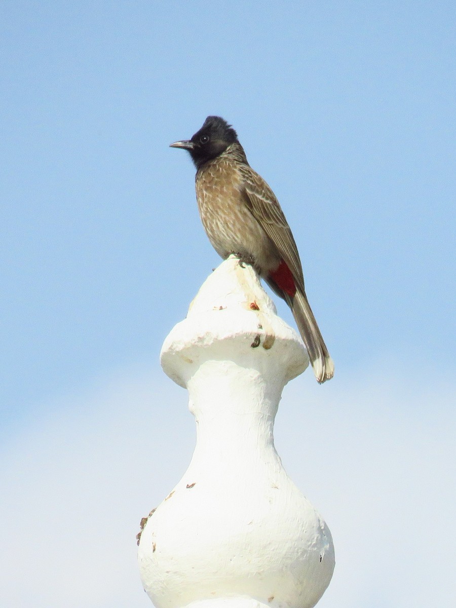 Red-vented Bulbul - ML616591001