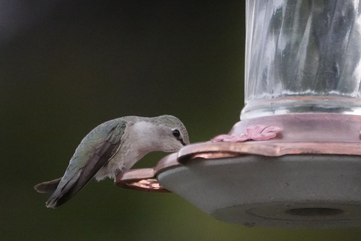 Costa's Hummingbird - ML616591031