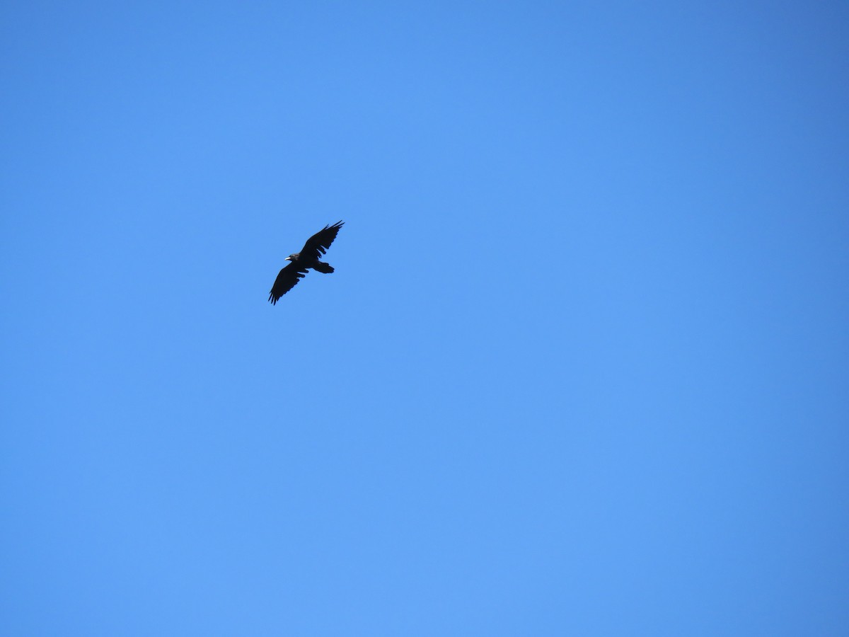 Common Raven - Flufflanks Tuffston