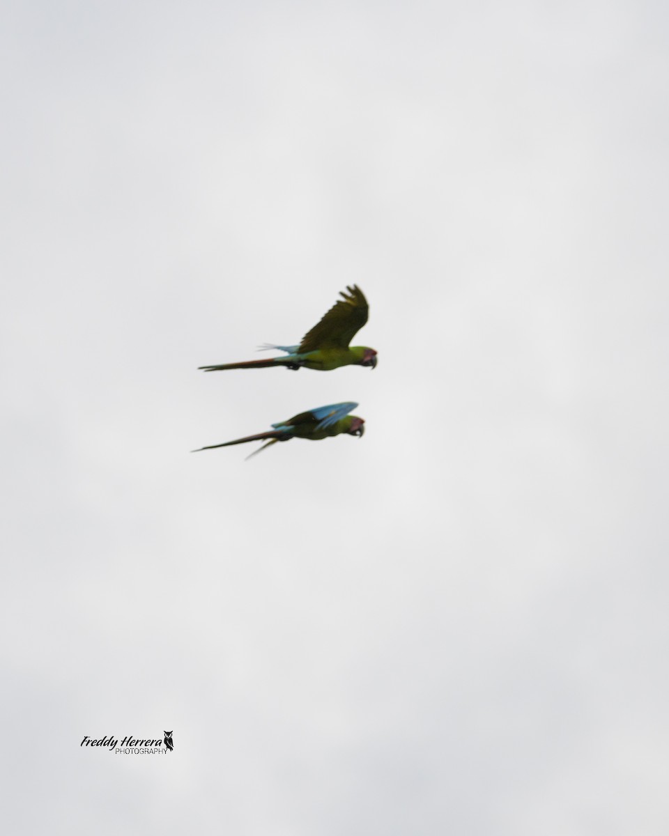 Great Green Macaw - ML616591094
