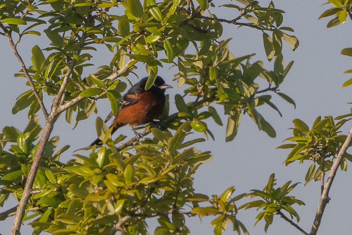 Orchard Oriole - ML616591105