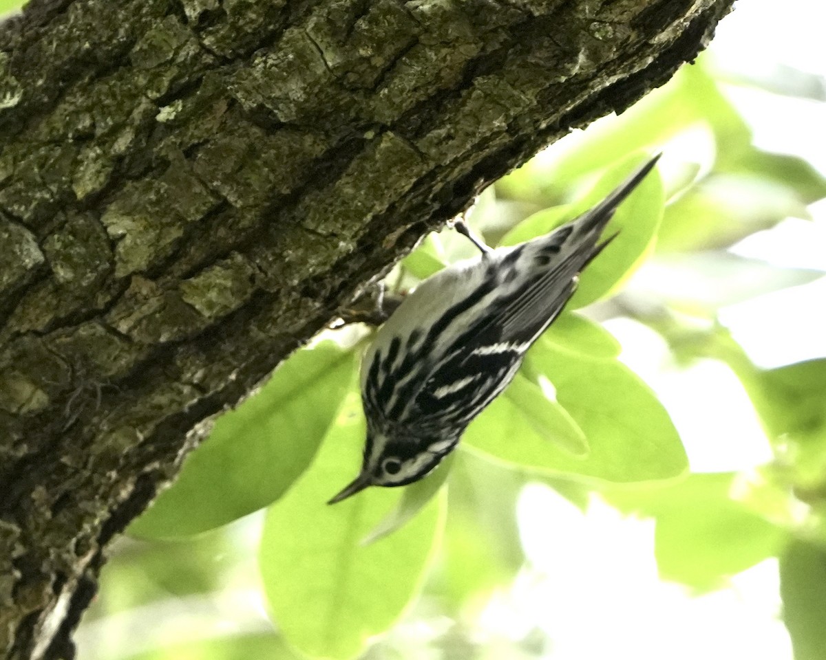 Black-and-white Warbler - ML616591129