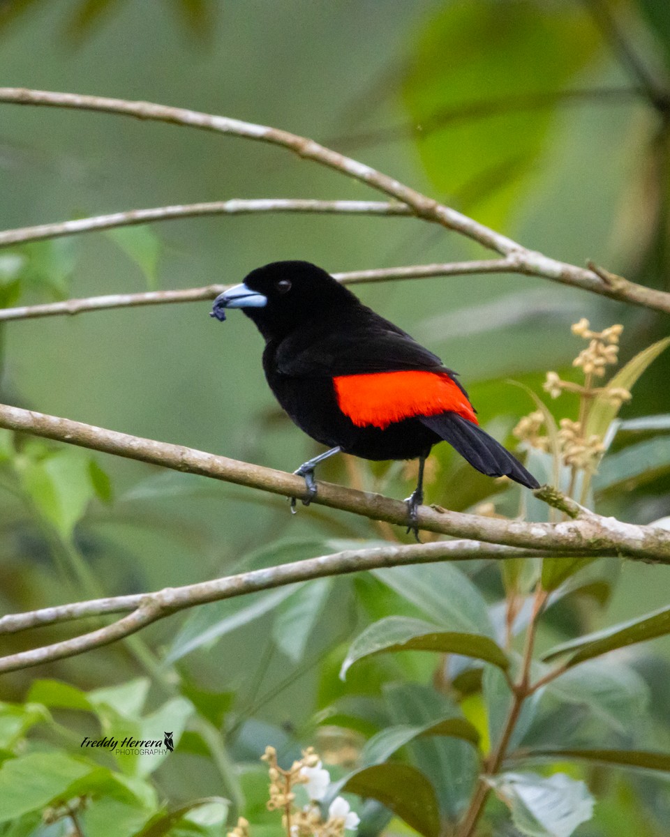 Scarlet-rumped Tanager - ML616591133