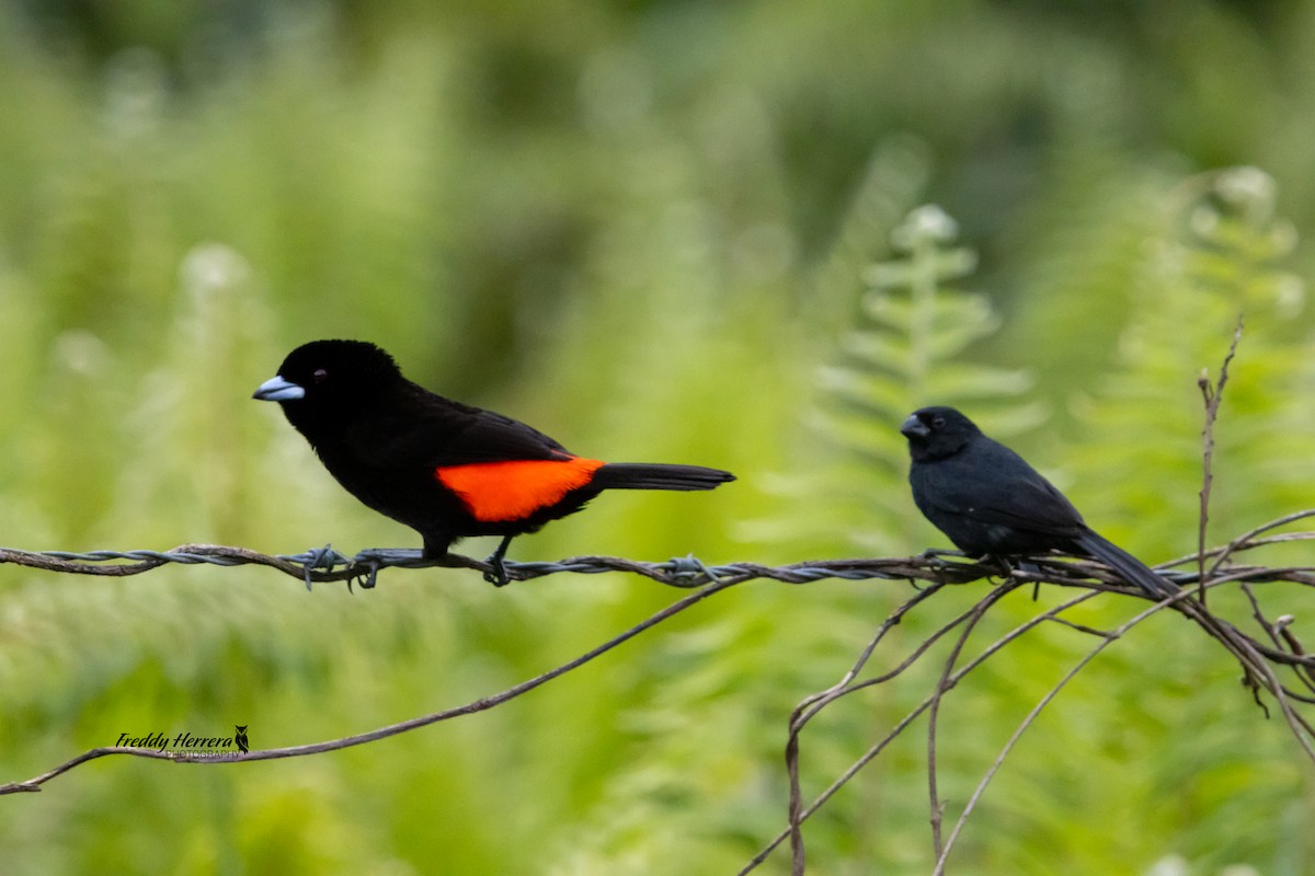 Scarlet-rumped Tanager - ML616591134