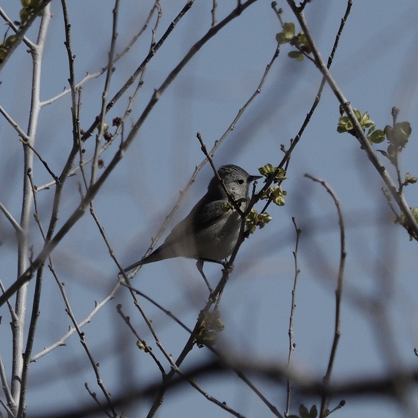 Lucy's Warbler - ML616591140