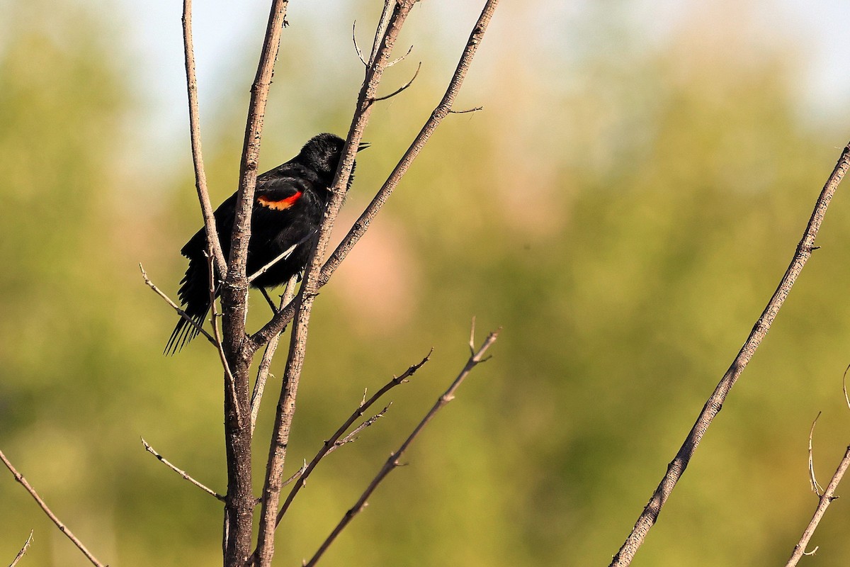 Red-winged Blackbird - ML616591189