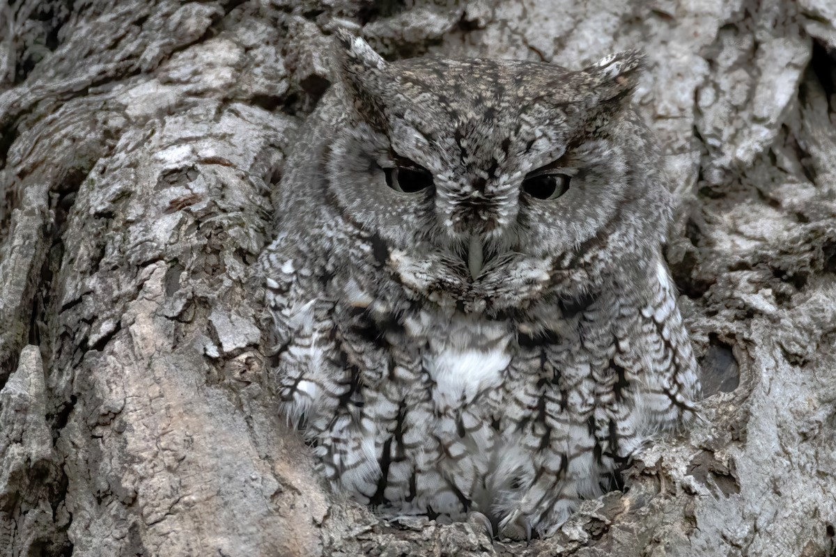 Eastern Screech-Owl (Northern) - ML616591217