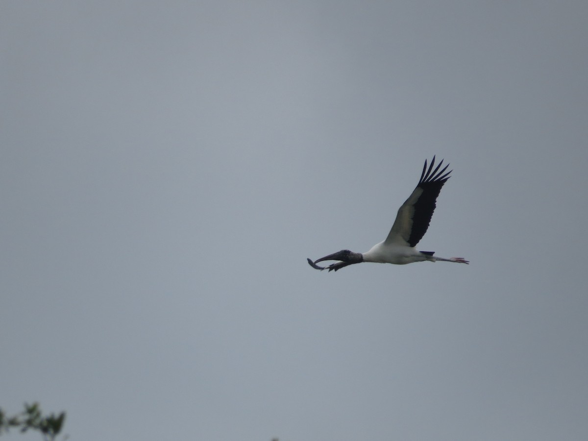 Wood Stork - ML616591227