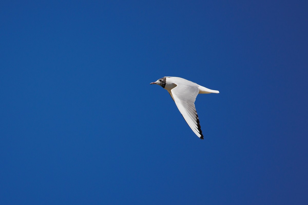 Mouette rieuse - ML616591234