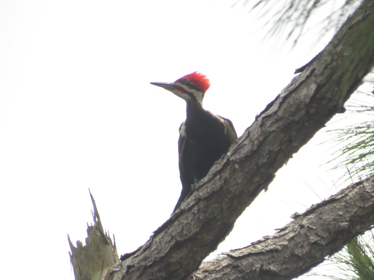Pileated Woodpecker - ML616591241