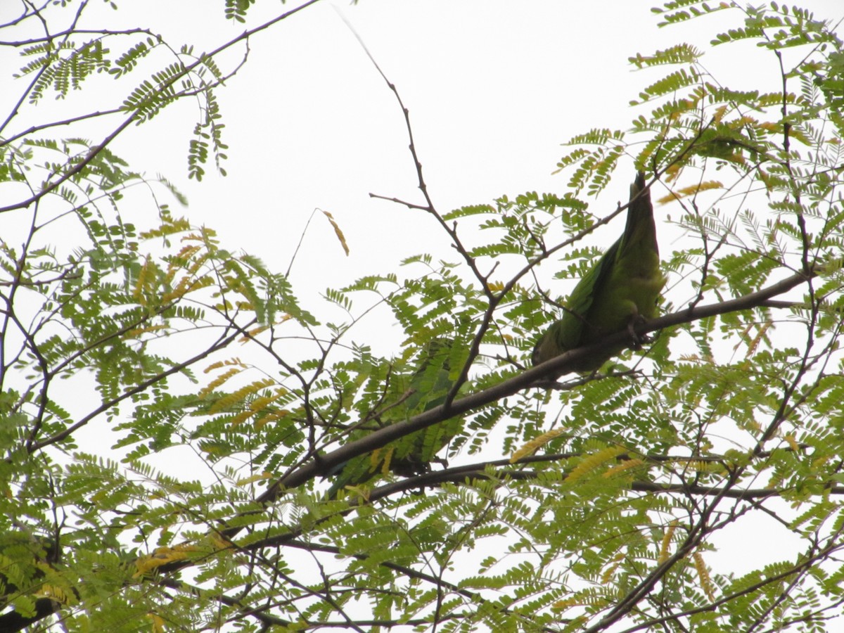 Brown-throated Parakeet - ML616591265