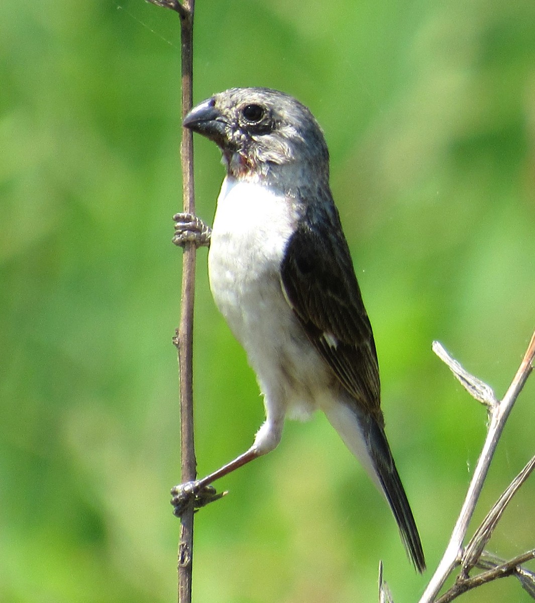 Chestnut-throated Seedeater - ML616591288