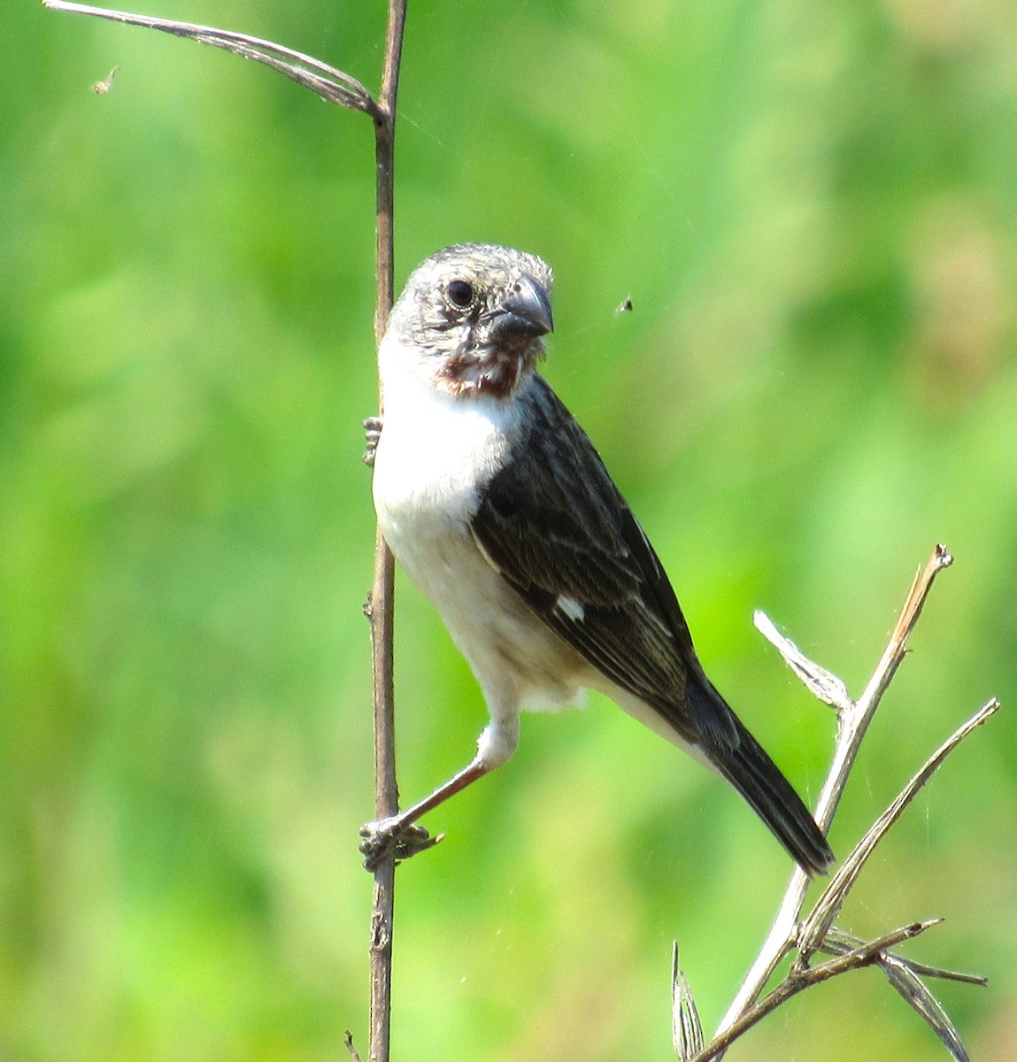 Chestnut-throated Seedeater - ML616591289