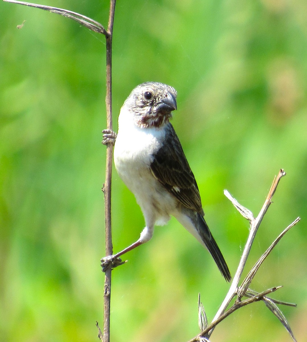 Chestnut-throated Seedeater - ML616591290