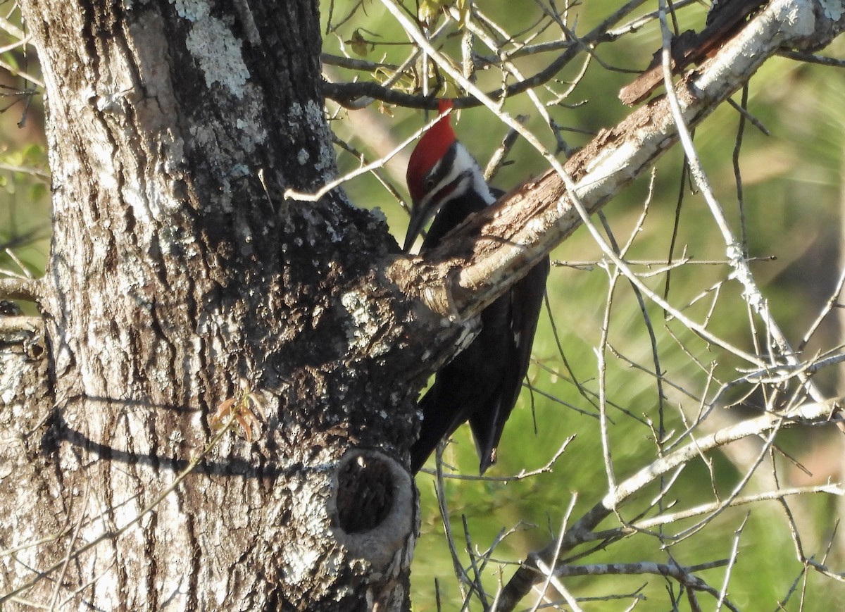 Pileated Woodpecker - ML616591305
