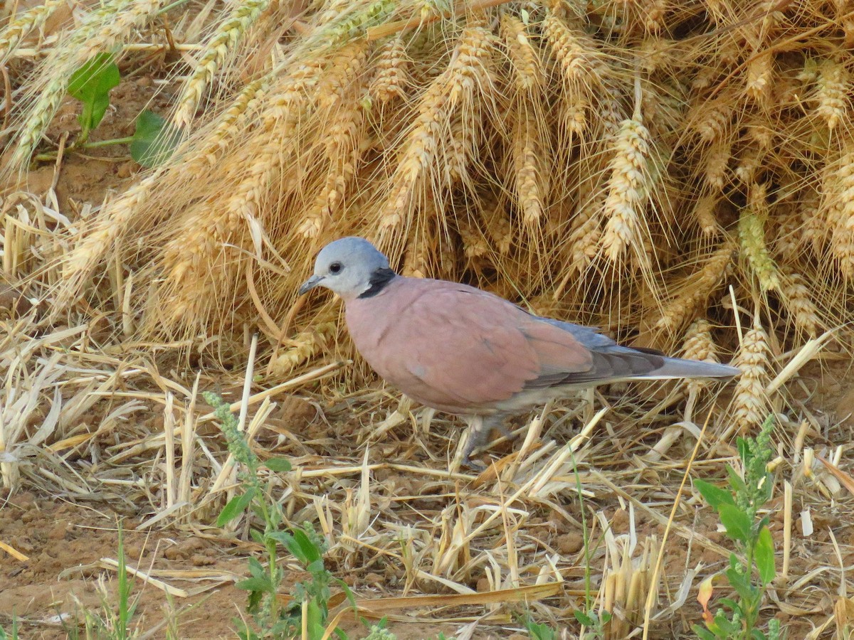 Red Collared-Dove - ML616591323