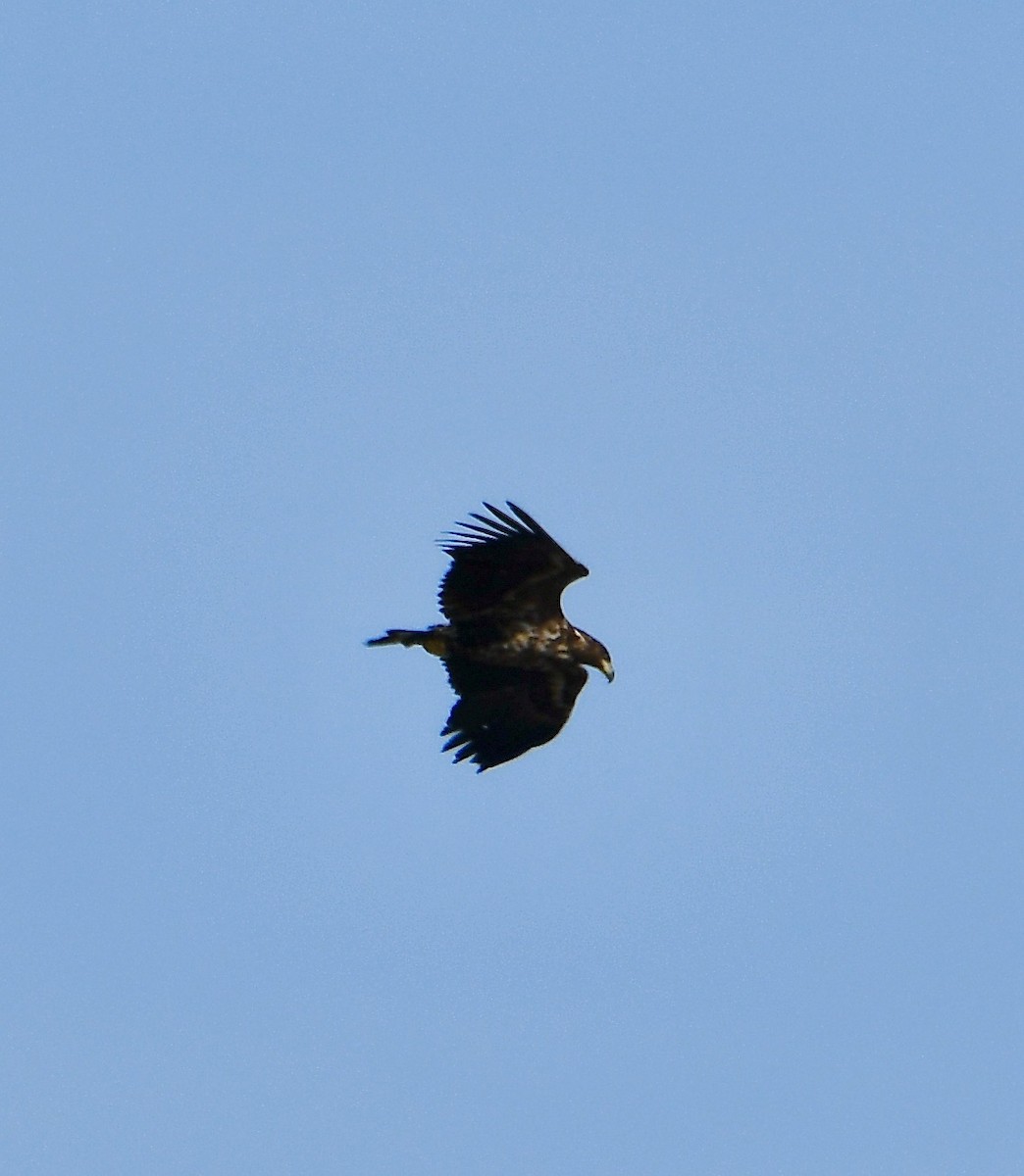 White-tailed Eagle - ML616591335