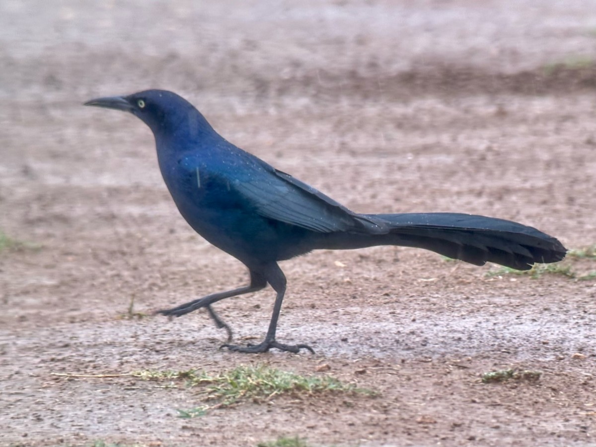 Great-tailed Grackle - ML616591380
