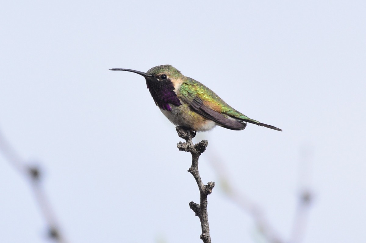 Lucifer Hummingbird - David de Rivera Tønnessen