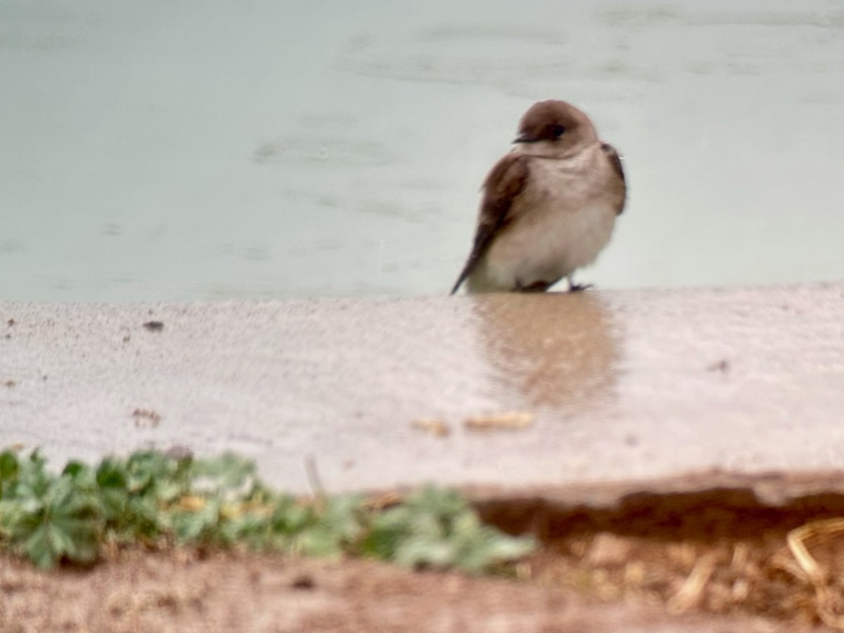 Northern Rough-winged Swallow - ML616591443