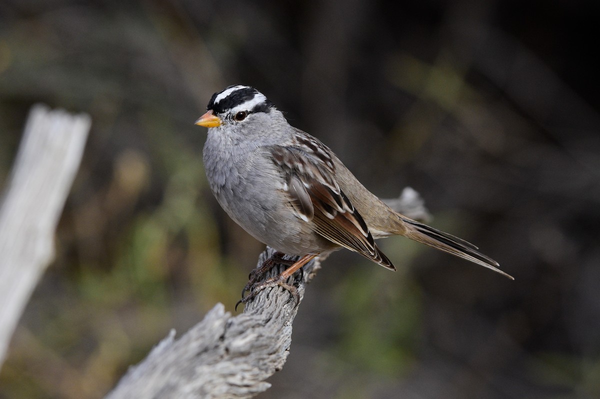 White-crowned Sparrow (Gambel's) - ML616591456