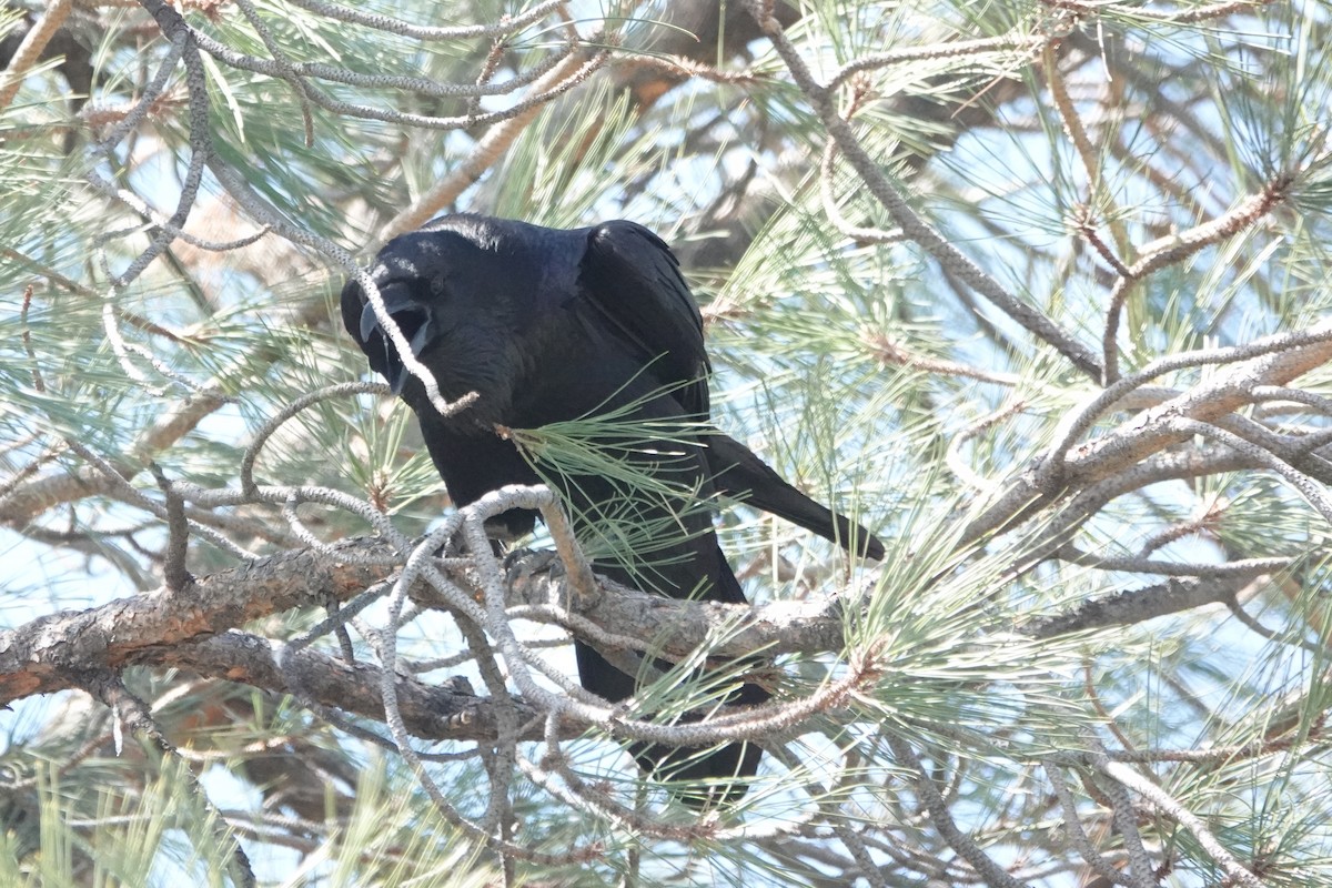 Common Raven - Bob Honig