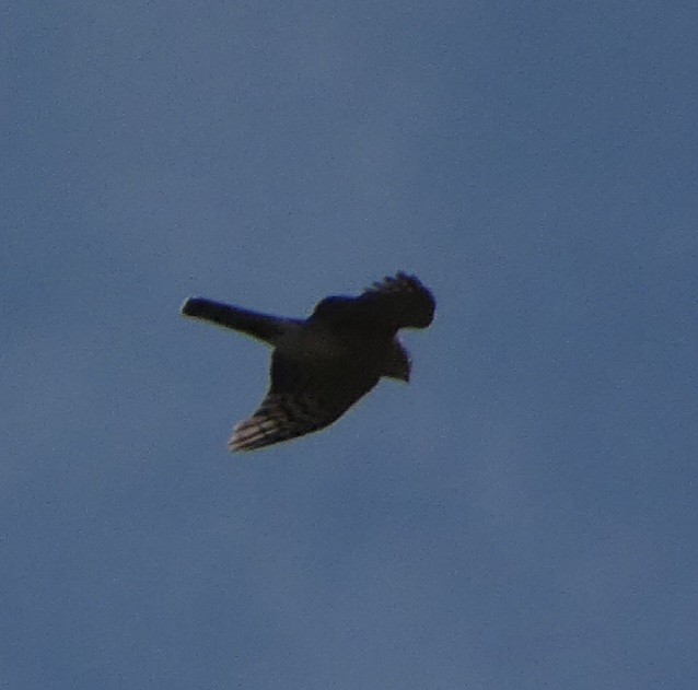Eurasian Sparrowhawk - ML616591517