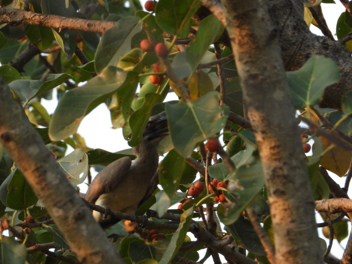 Indian Gray Hornbill - ML616591525