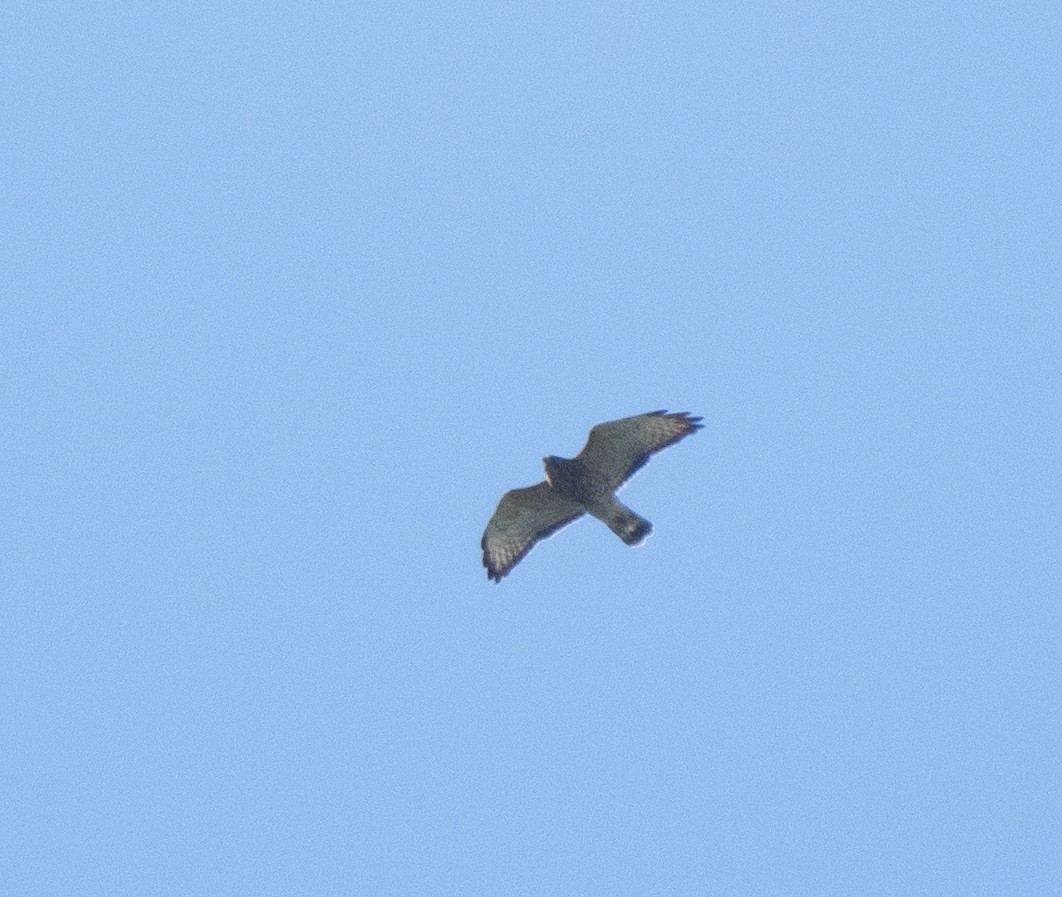 Broad-winged Hawk - A Birder