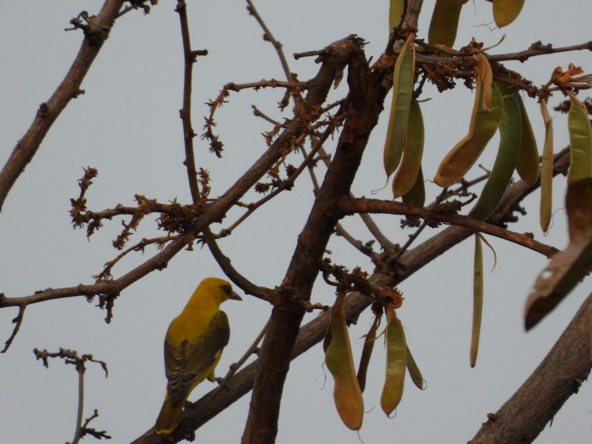 Indian Golden Oriole - ML616591551