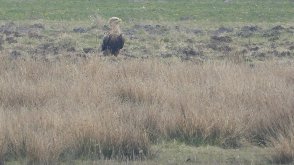 White-tailed Eagle - ML616591557