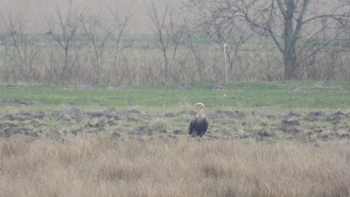White-tailed Eagle - ML616591559