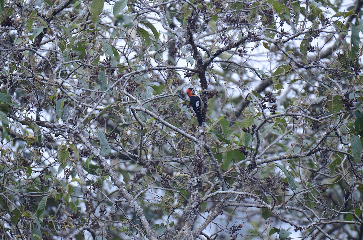 Crimson-naped Woodpecker - Debabrata Banerjee