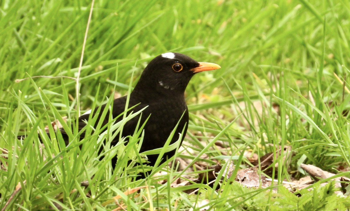 Eurasian Blackbird - Victor Botnaru