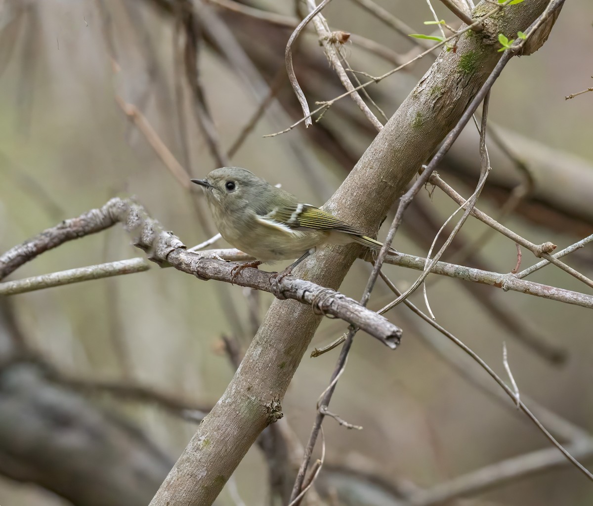 Ruby-crowned Kinglet - Patricia Dortch