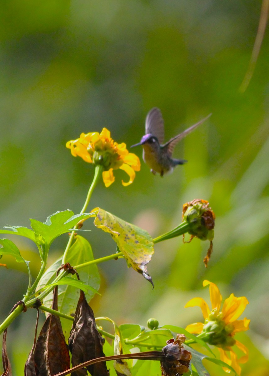 Violet-headed Hummingbird - Miska Nyul