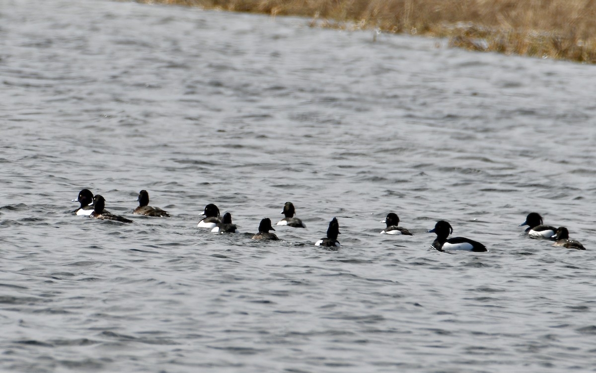 Tufted Duck - ML616591623
