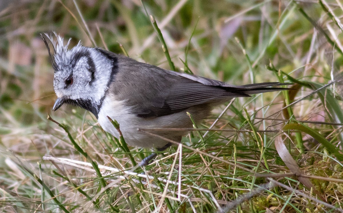 Crested Tit - ML616591649