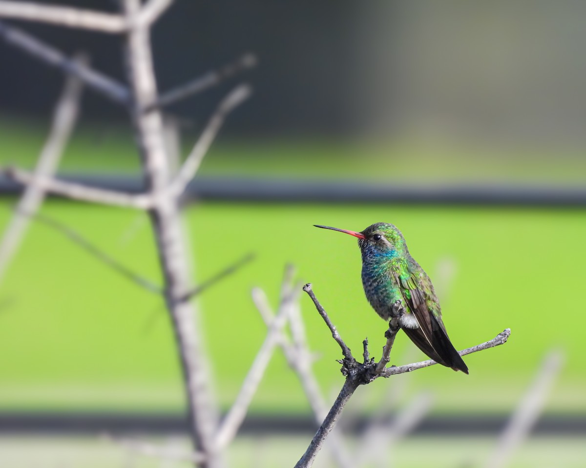 Broad-billed Hummingbird - Manuel Graniel