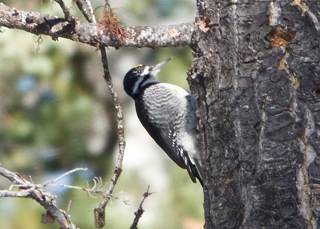 Black-backed Woodpecker - ML616591751