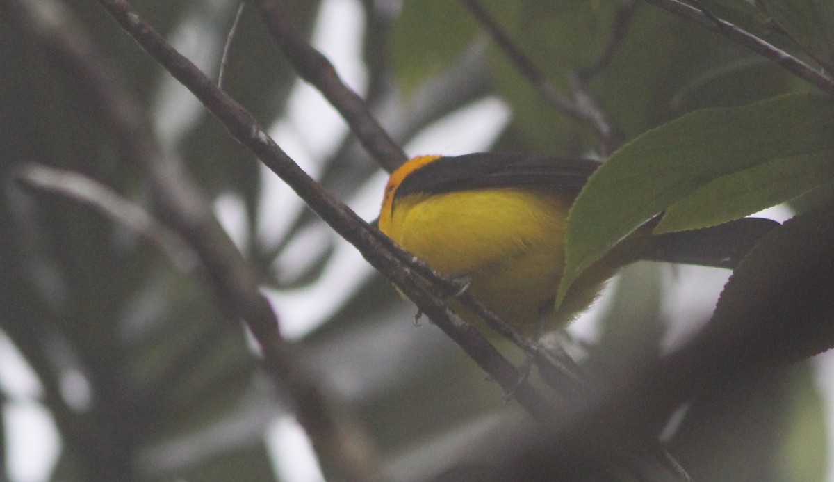Black-and-yellow Tanager - ML616591762