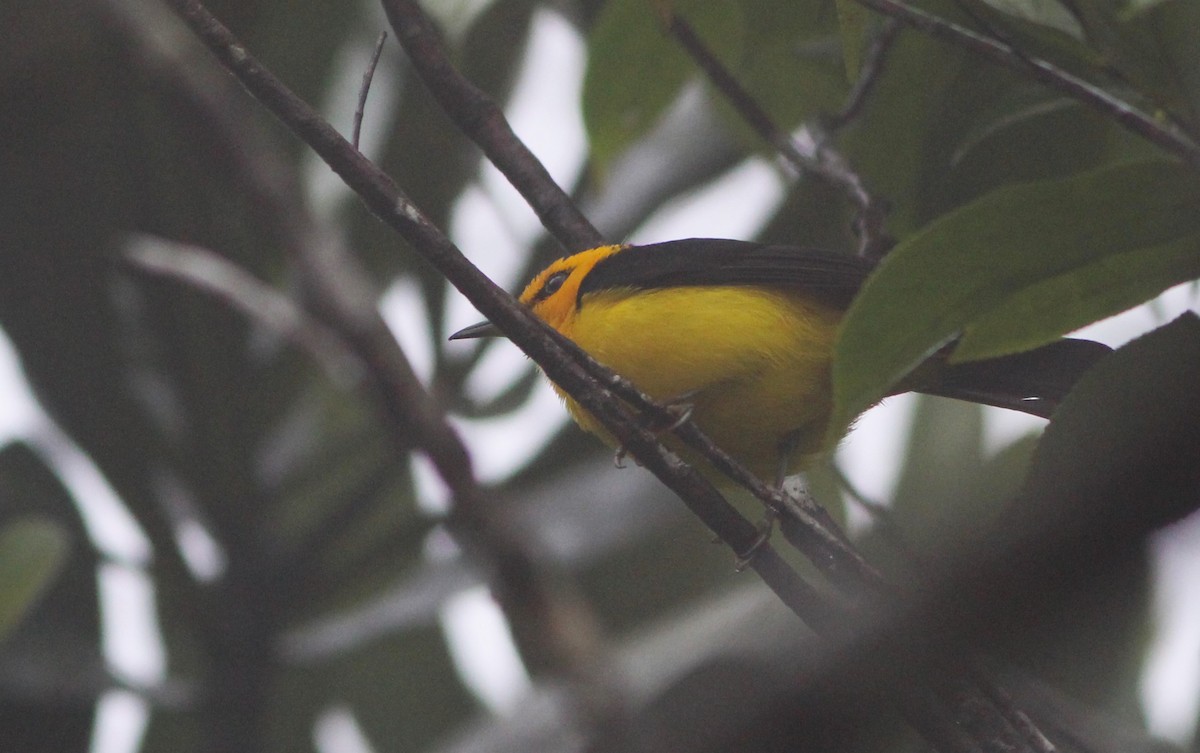 Black-and-yellow Tanager - ML616591763