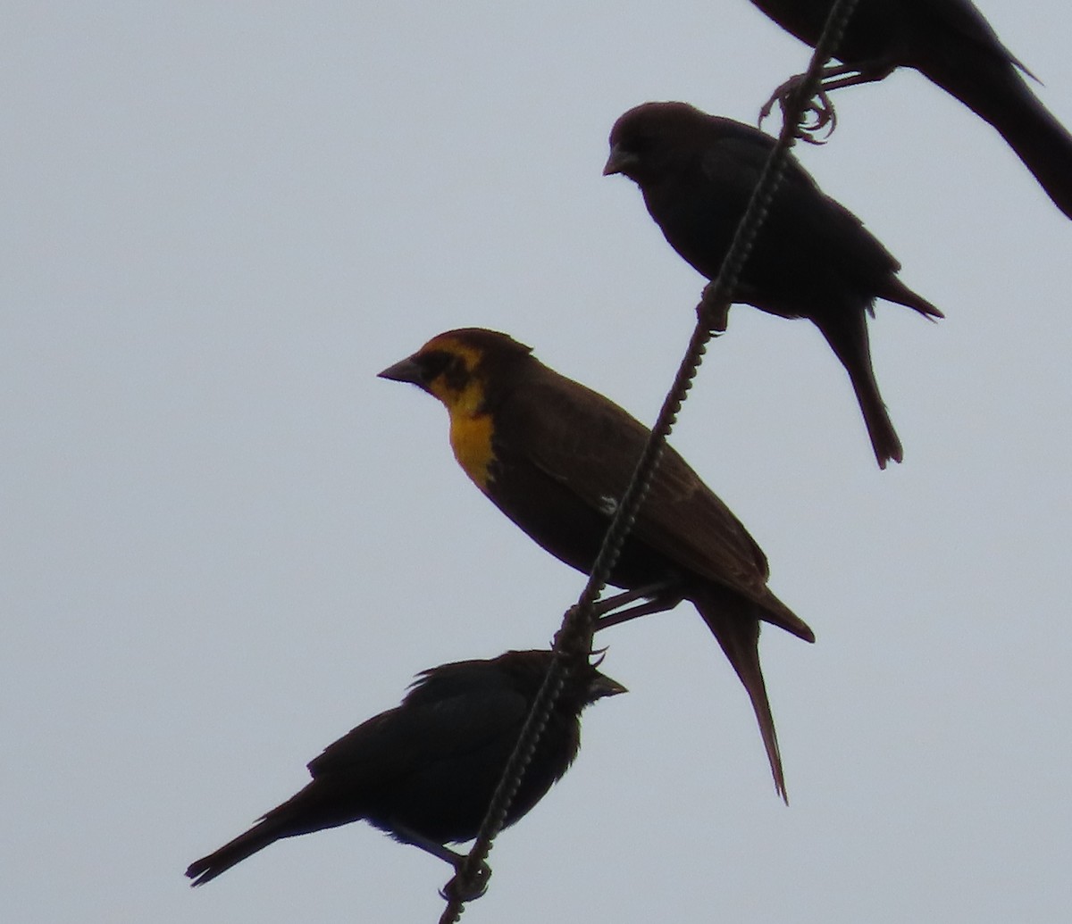 Yellow-headed Blackbird - Paul Lehman