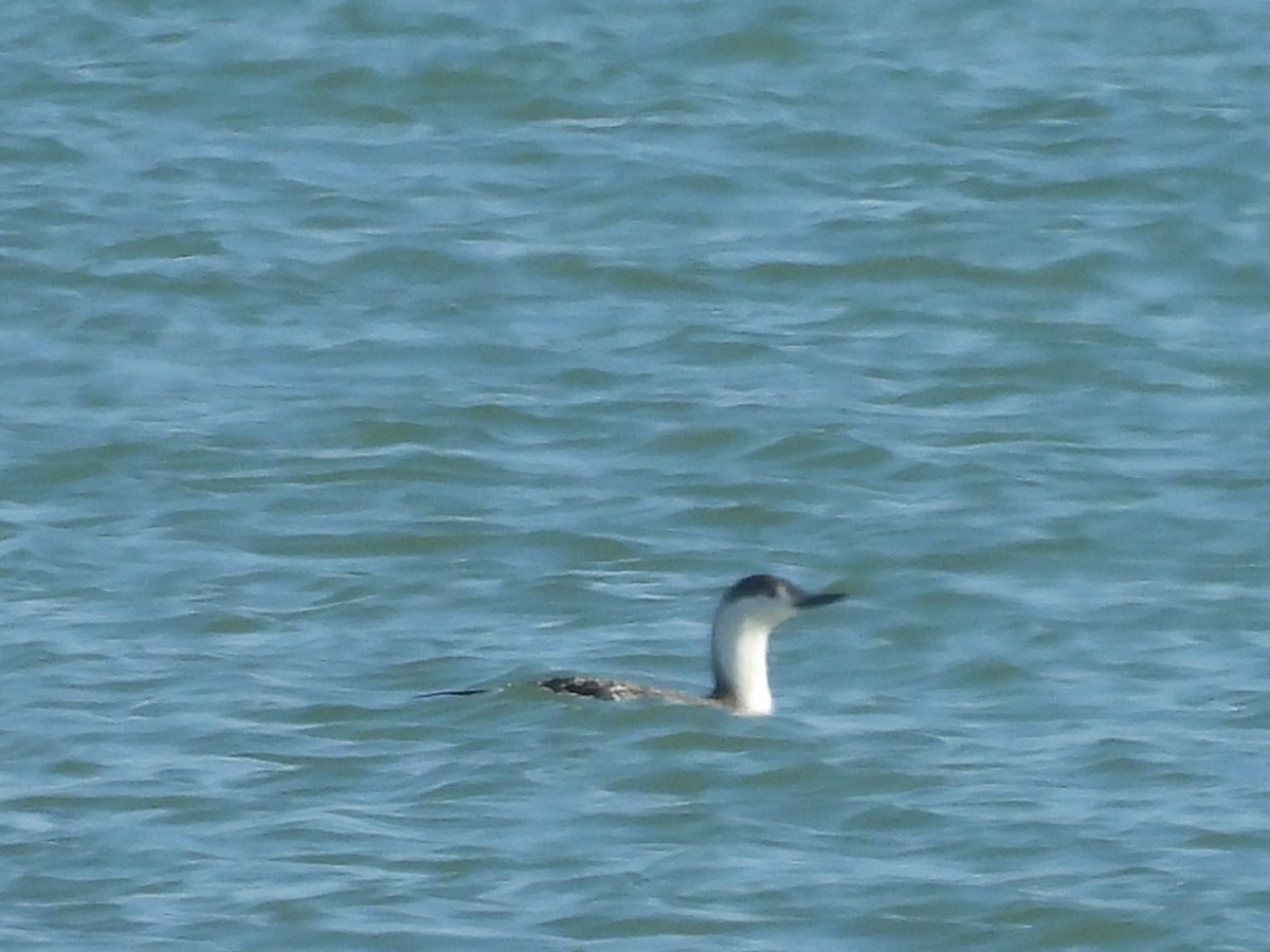Red-throated Loon - ML616591845