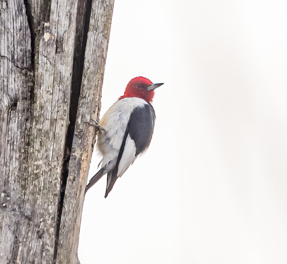 Red-headed Woodpecker - Mike Murphy